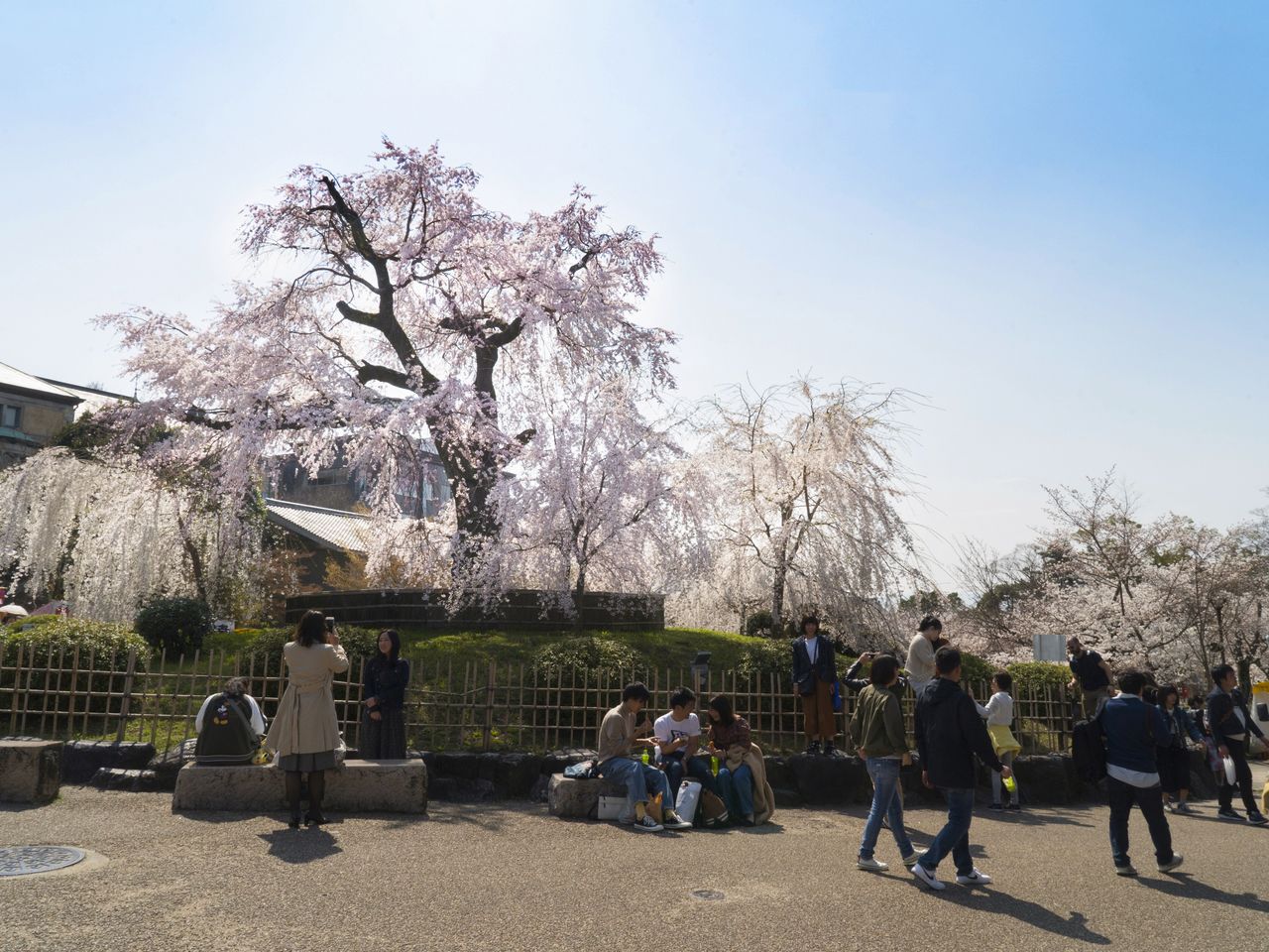円山公園の桜の中でひときわ目を引く祇園のしだれ桜