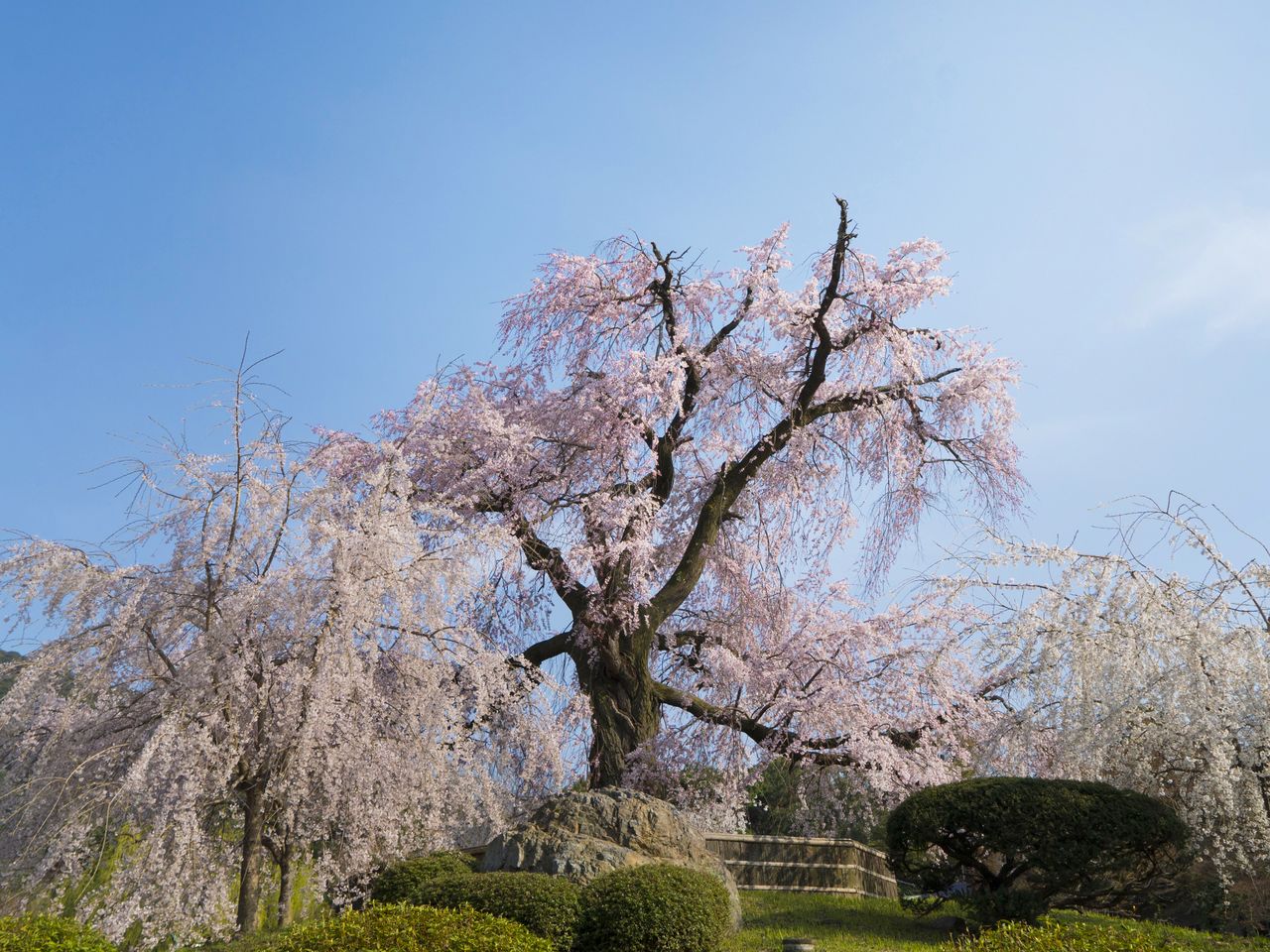青空の下、花に飾られた枝が風になびき、風情ある祇園しだれ桜