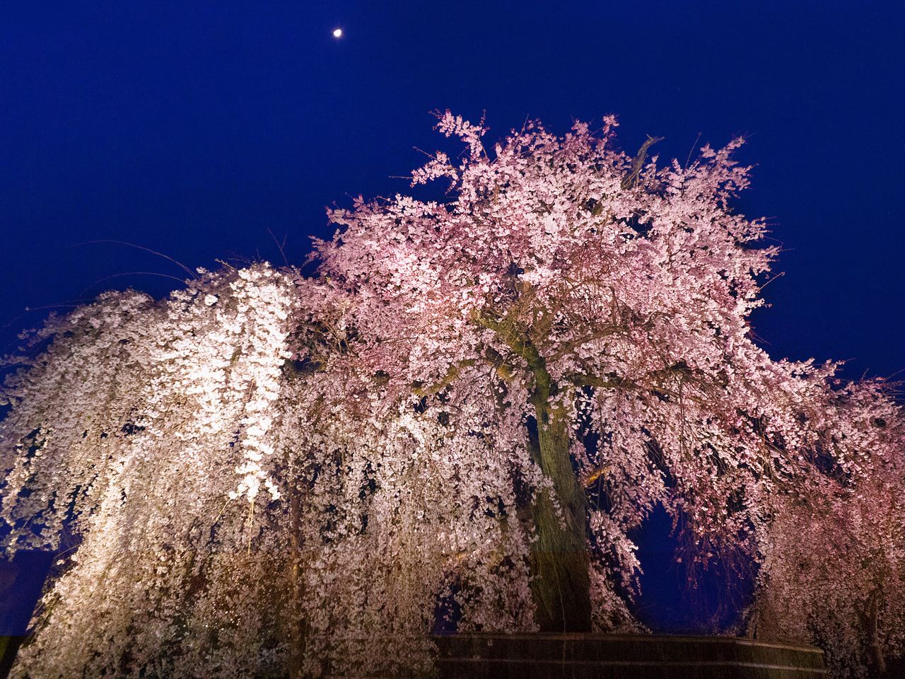 明かりに照らされた「祇園の夜桜」の華麗な姿