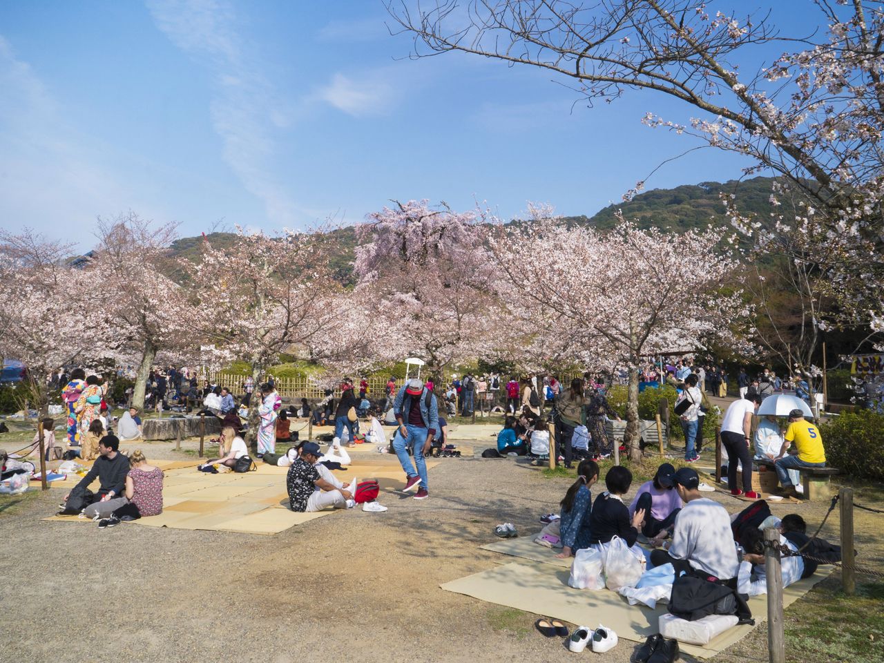 花見客でにぎわう円山公園