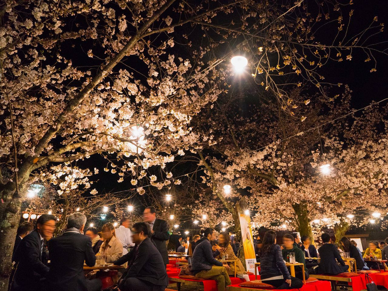 花見茶屋を利用すれば、夜桜もゆったりと楽しめる