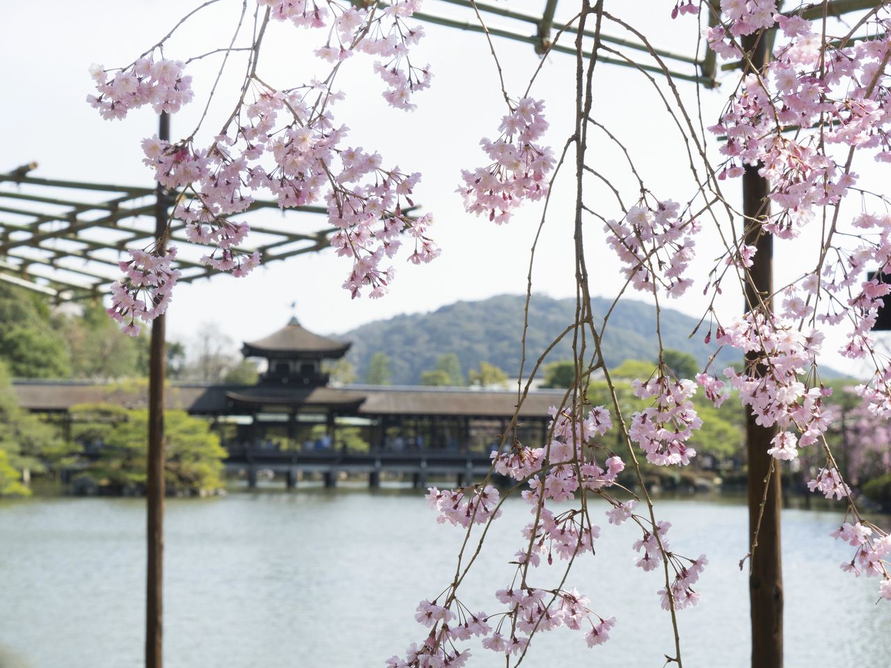 泰平閣を背景に咲く桜をめでる