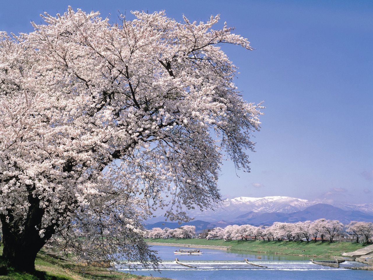 東北に春の到来を告げる桜の名所 宮城 山形 福島編 Nippon Com 東北に春の到来を告げる桜の名所 宮城 山形 福島編 Nippon Com