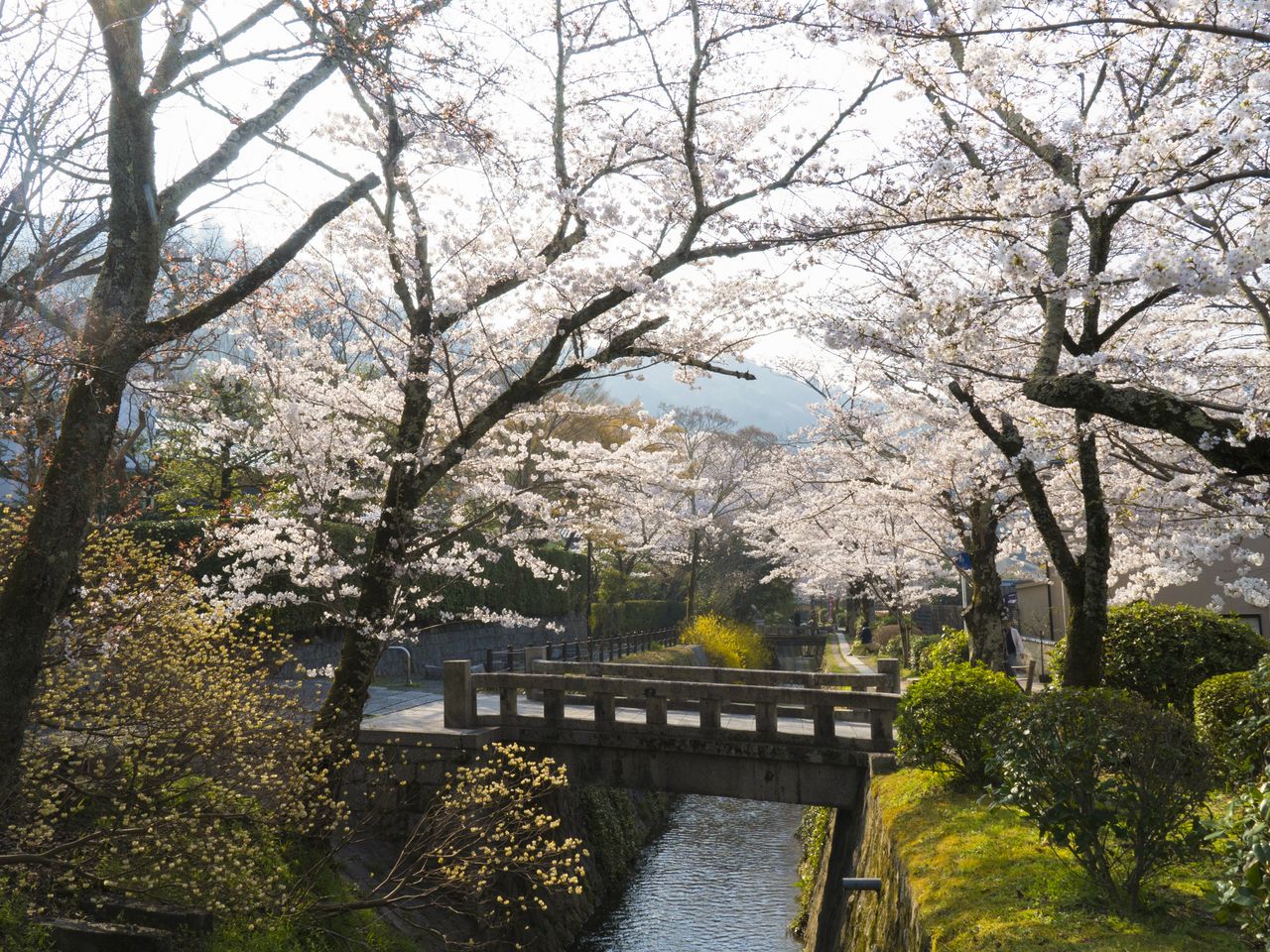 疏水に架かる小さな石橋に桜の花がよく似合う