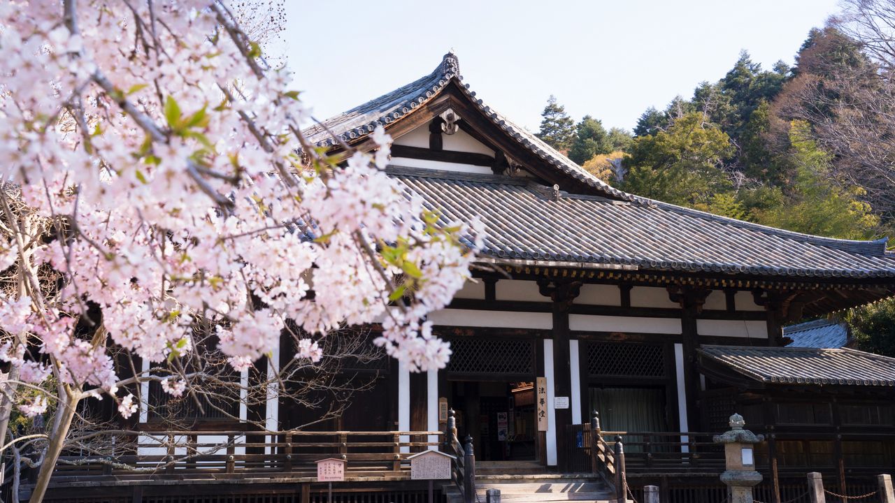 東大寺で一番古い建造物で、奈良時代に建てられた三月堂（法華堂）を桜が彩る