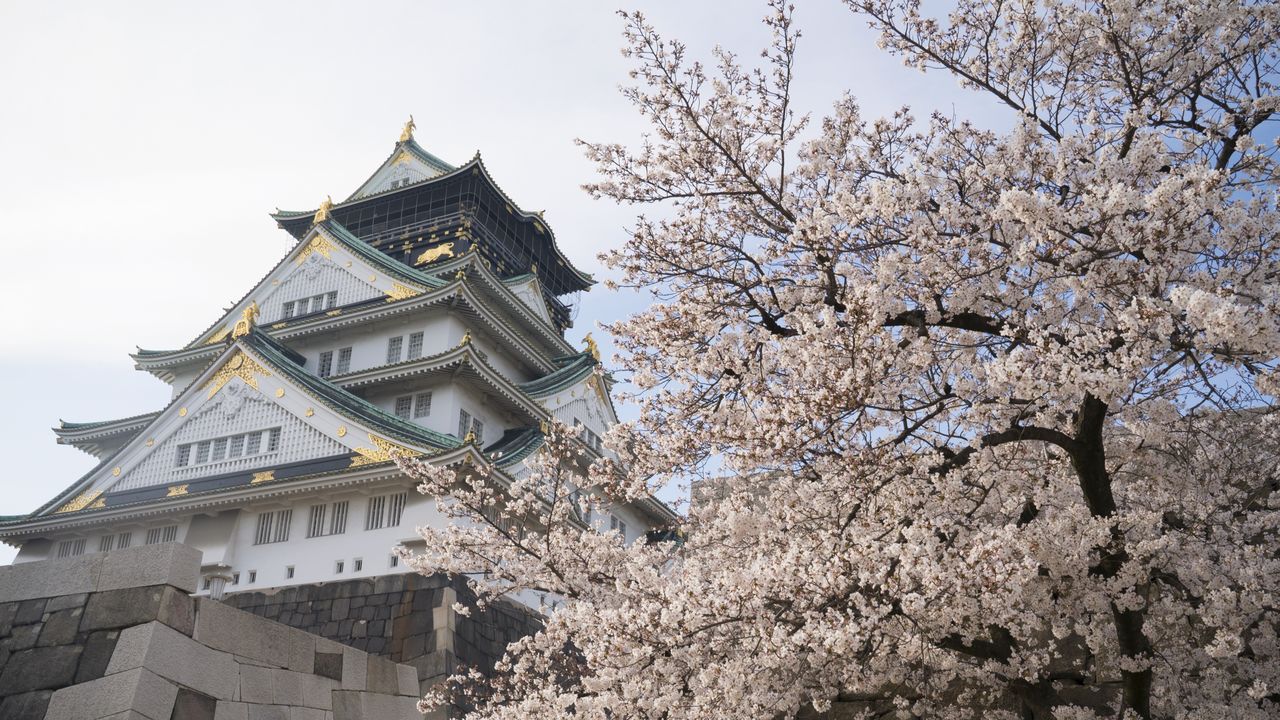 大阪城天守閣を桜の花が華やかに飾る