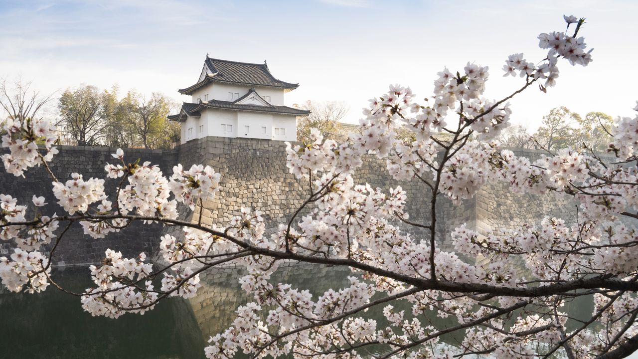 櫓と石垣、堀の水面が、ソメイヨシノと趣深い風景を織りなす