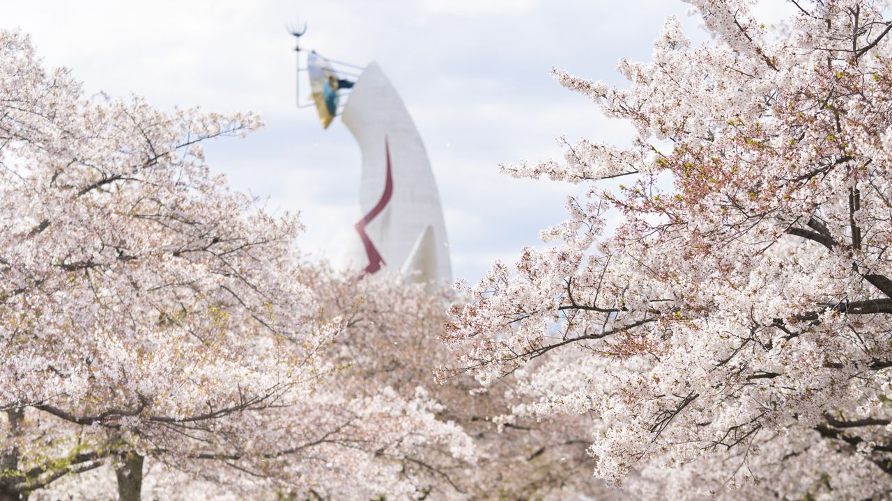 桜の花と太陽の塔の共演は、遠くからでも眺められる
