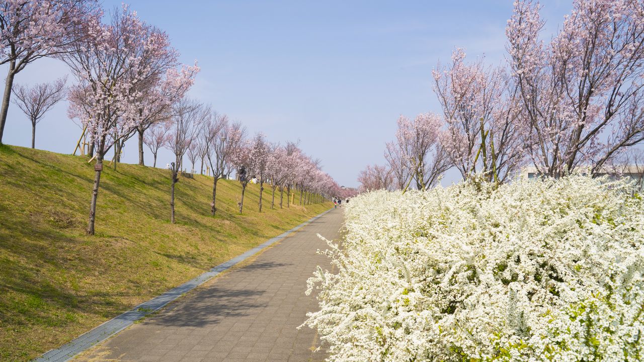 狭山池博物館近くの周遊路に咲く桜とユキヤナギ