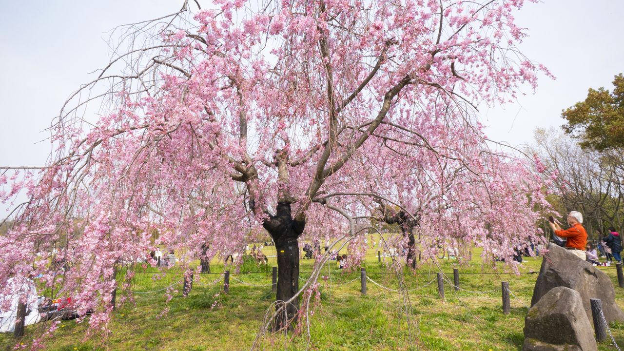 濃いピンク色のヤエベニシダレは、櫻街道沿いに多く植えられている
