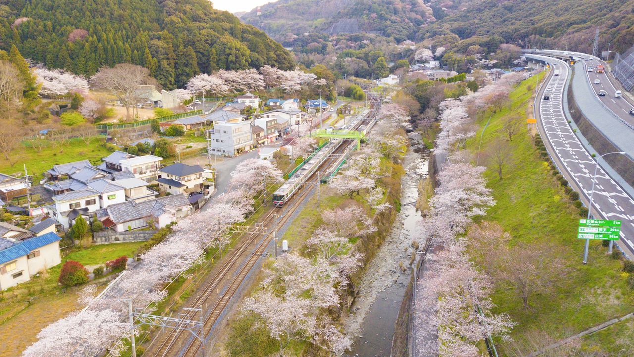 阪和線の車窓から桜並木を眺めることもできる