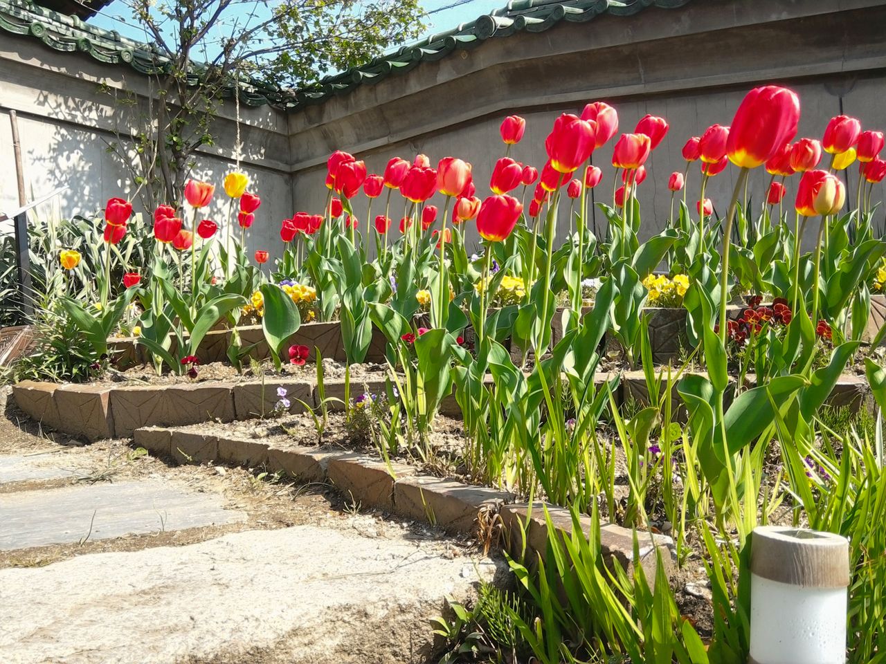 5月頃には約270本ものチューリップが咲き誇る　写真提供：茶寮かだん