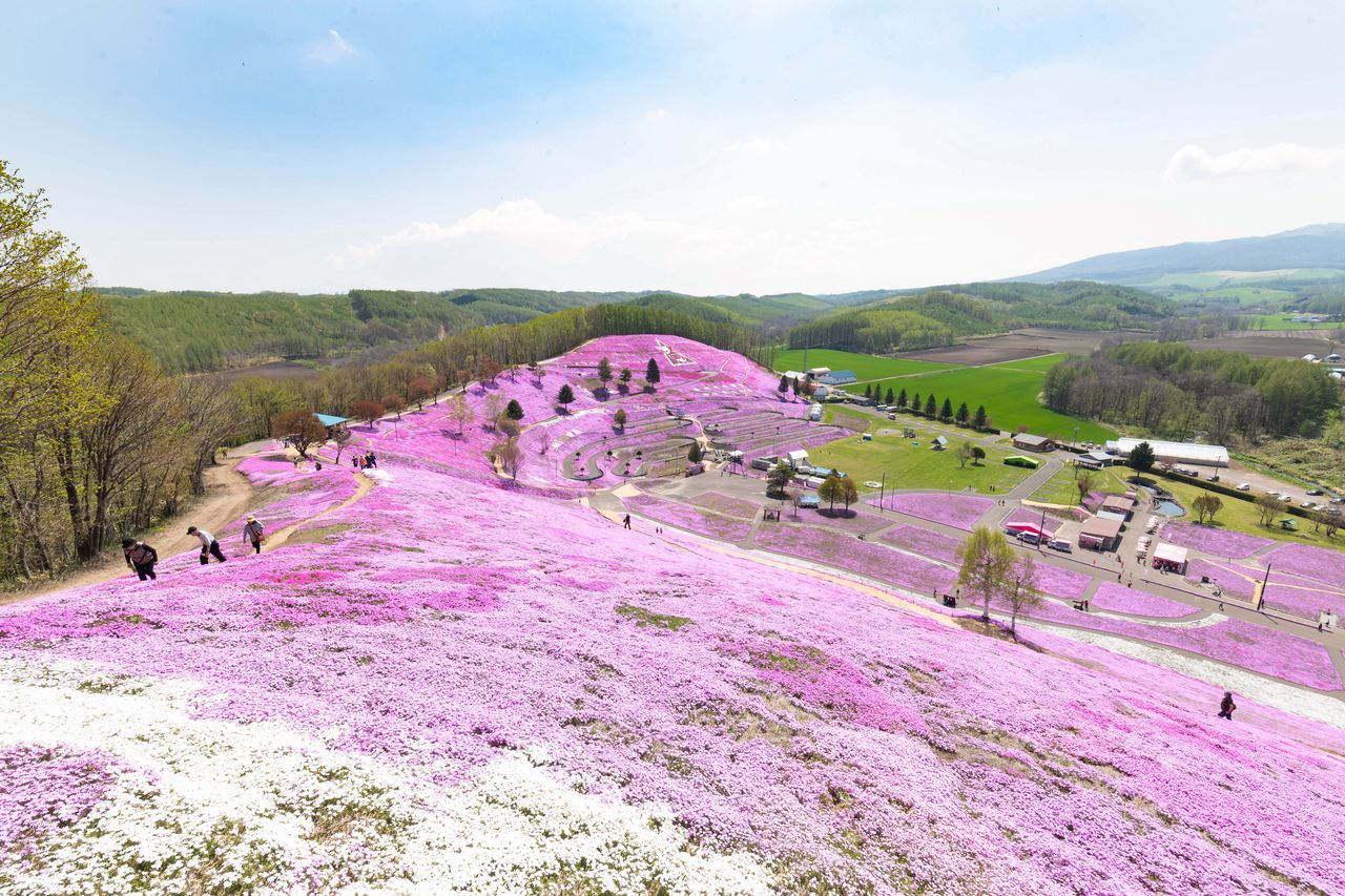 オホーツクの花名所 ひがしもこと芝桜公園 北海道大空町 Nippon Com