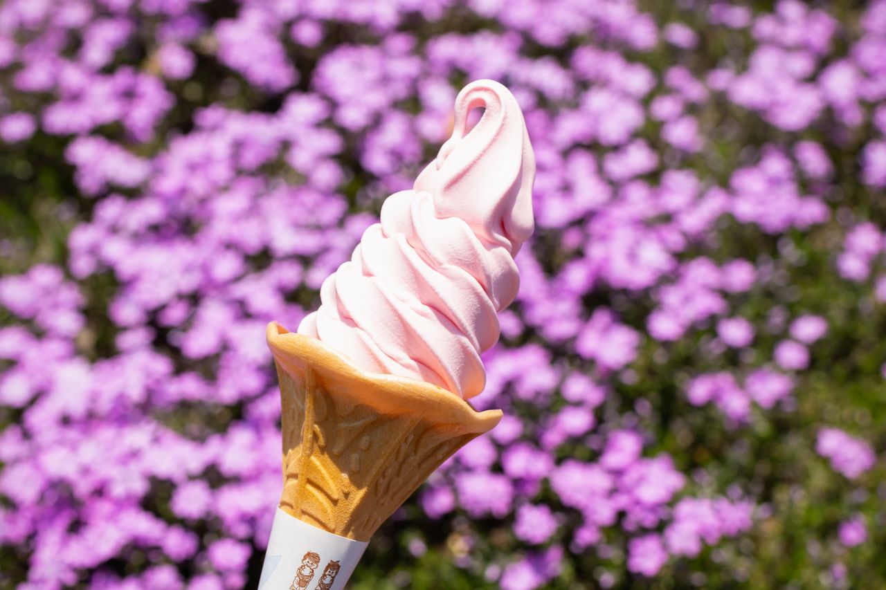 味も見た目もさわやかな芝桜ソフトクリーム