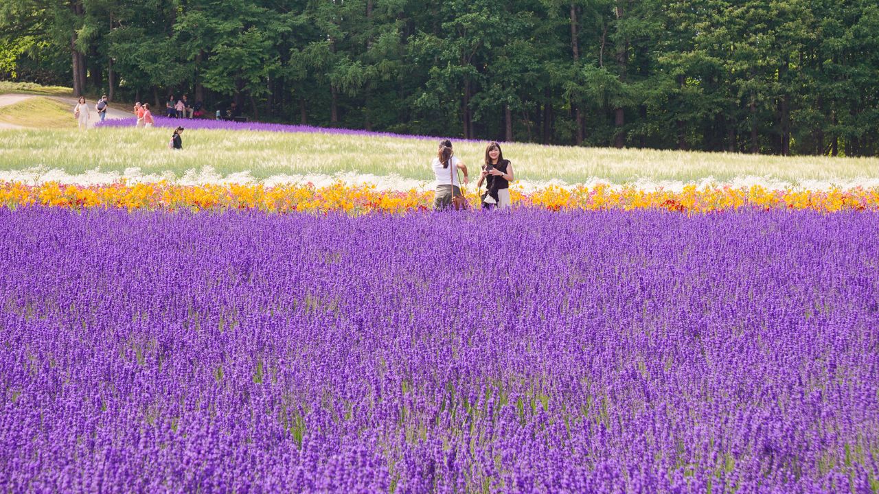 初夏の富良野の丘を彩るラベンダー畑 | nippon.com