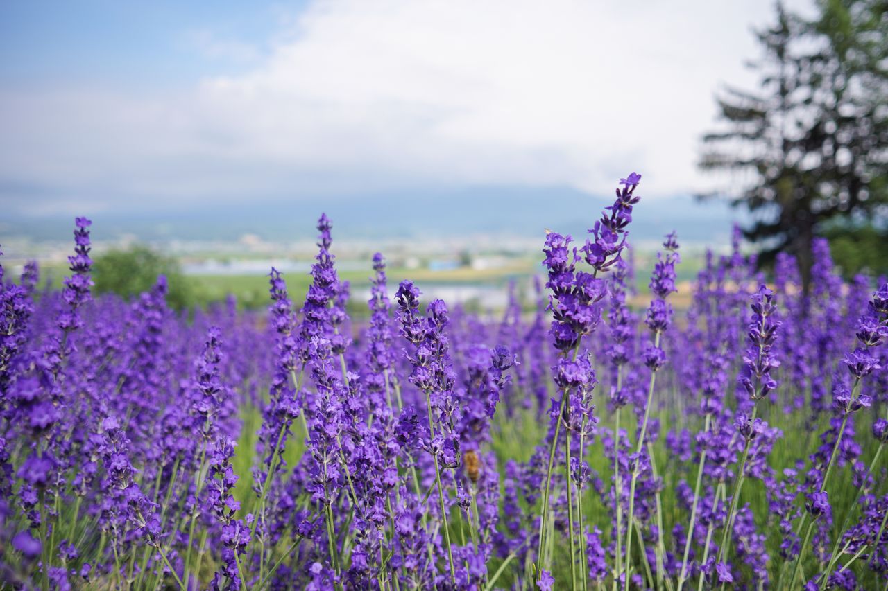 鮮やかな紫色の花と心地よい甘い香りが魅力のラベンダー