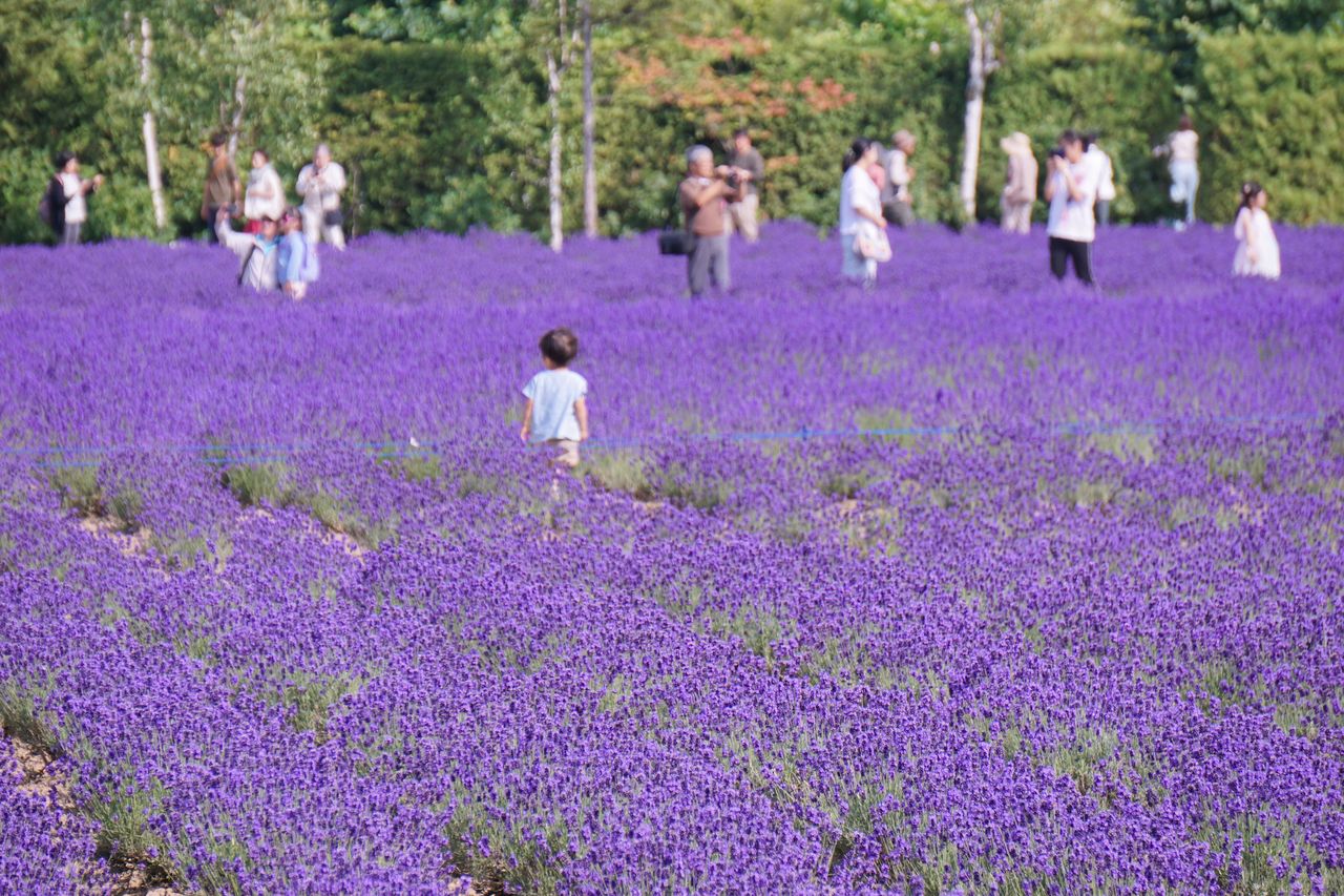 紫色のじゅうたんを敷き詰めたような畑の中は、カメラを手にする人だらけ