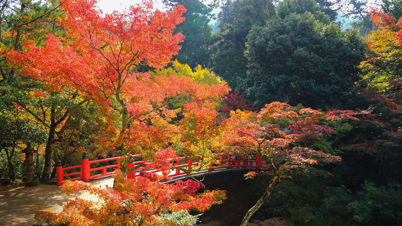 日本三景 宮島 秋色に染まる紅葉谷公園と弥山の観光スポット Nippon Com