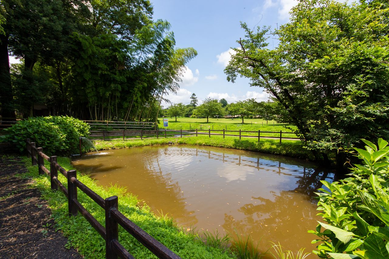 公園整備時に、石碑の近くに造成された青淵池。かつてこの辺りには、水が湧き出る美しい淵があった