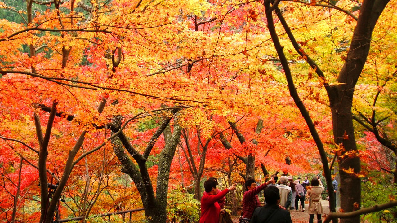 西日本有数の紅葉スポット 奥津渓 岡山の自然 景観 3 Nippon Com
