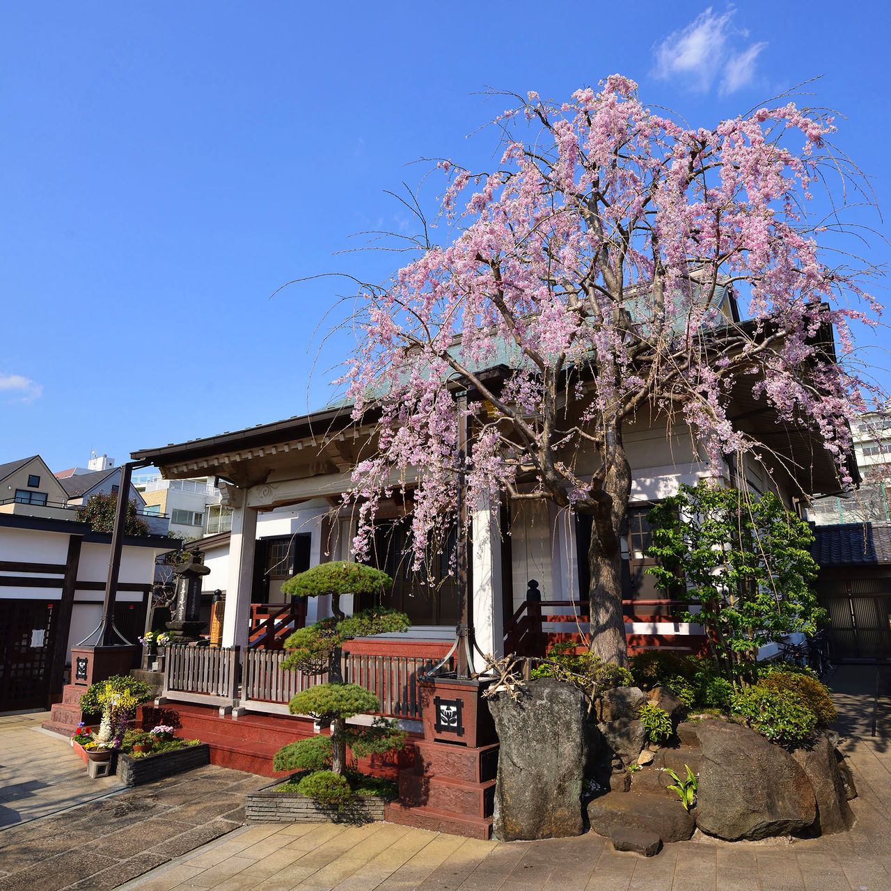 現在の修性院。アパートや学校などの建物に囲まれ、本堂脇の枝垂れ桜だけが林泉の面影を伝えている
