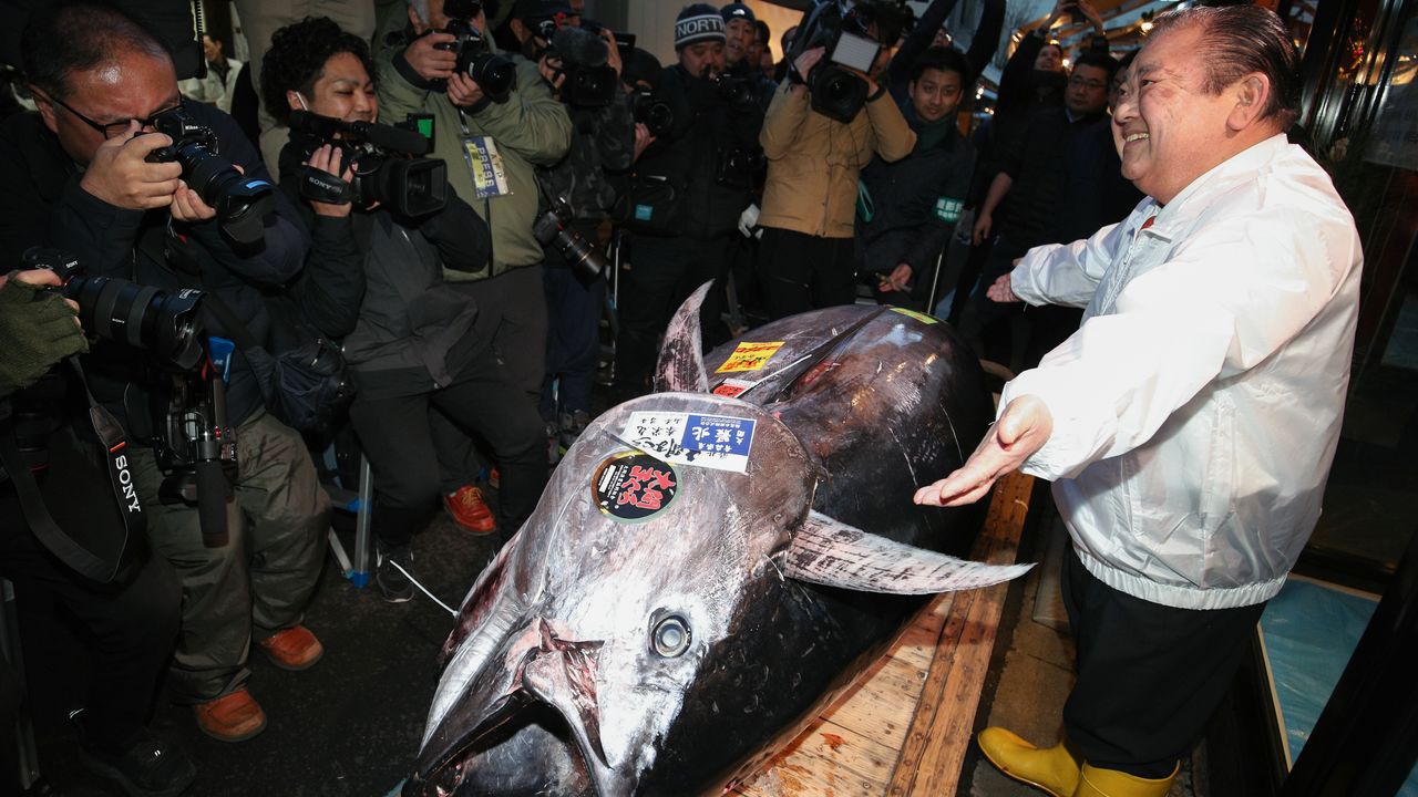 豊洲でマグロの競り値はこう決まる 高値は天然 はえ縄の大型 Nippon Com