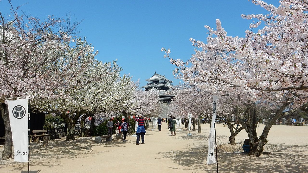 【さくら名所100選】愛媛・松山城（城山公園）