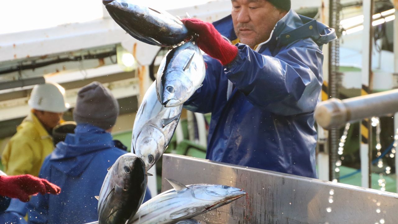 カツオの旬が年3回に 冬の日本海産 迷いガツオ に超高値 Nippon Com