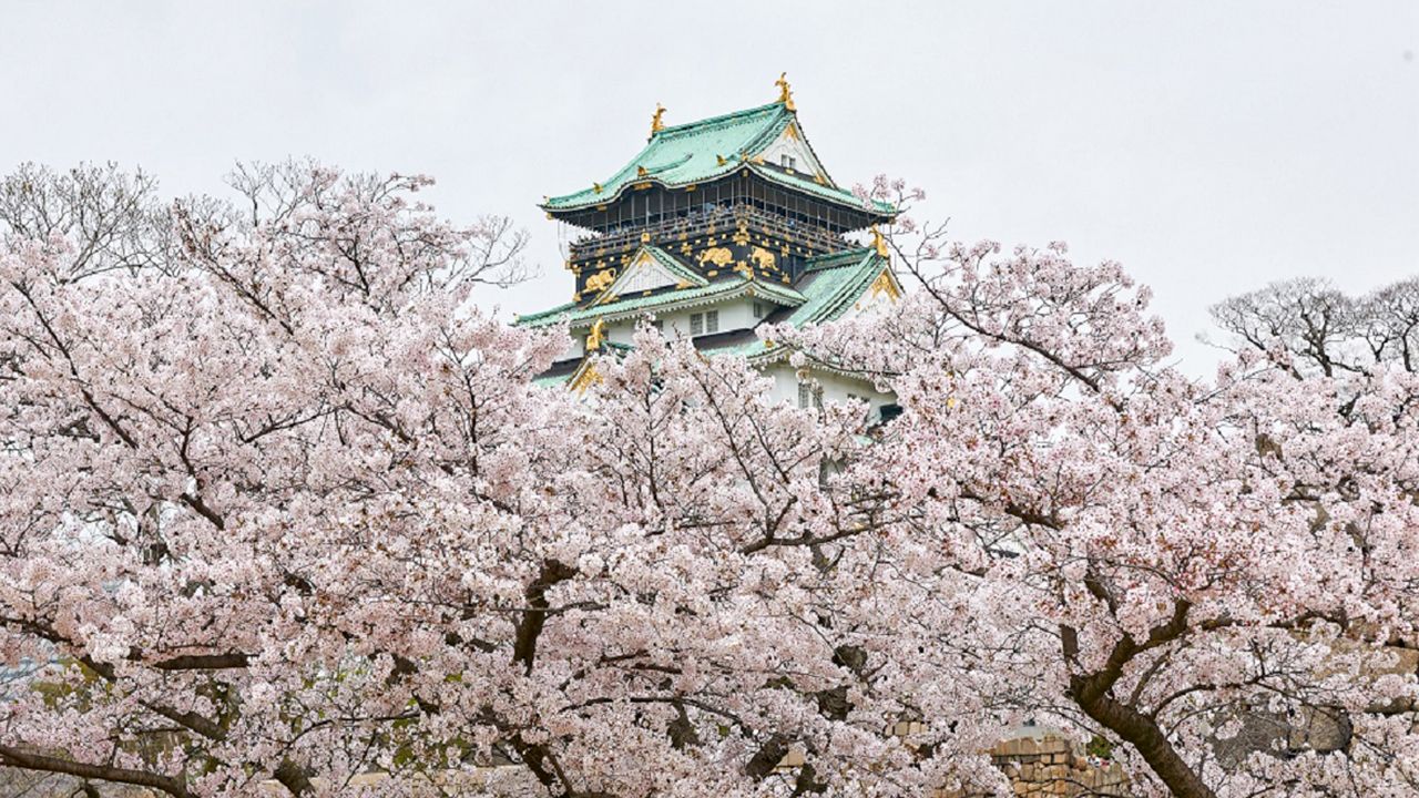 さくら名所100選 大阪 大阪城公園 Nippon Com