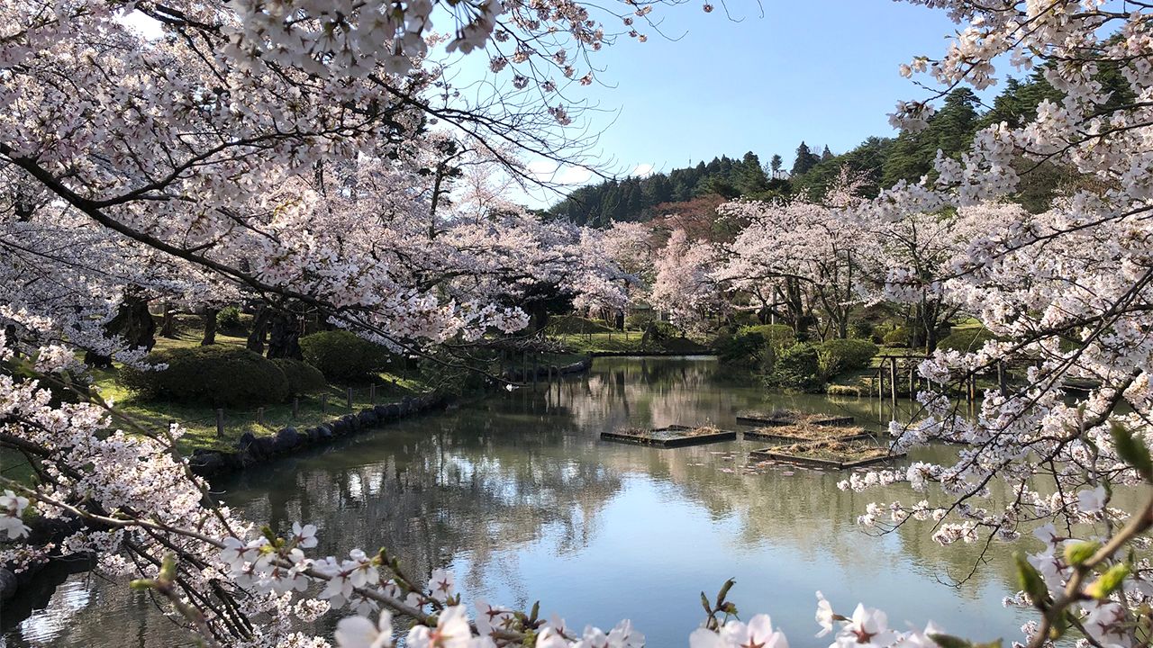 さくら名所100選 新潟 村松公園 Nippon Com