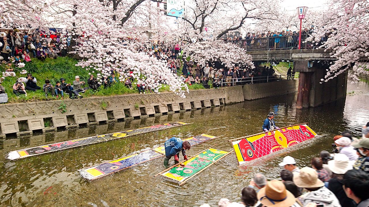 さくら名所100選 愛知 五条川 Nippon Com