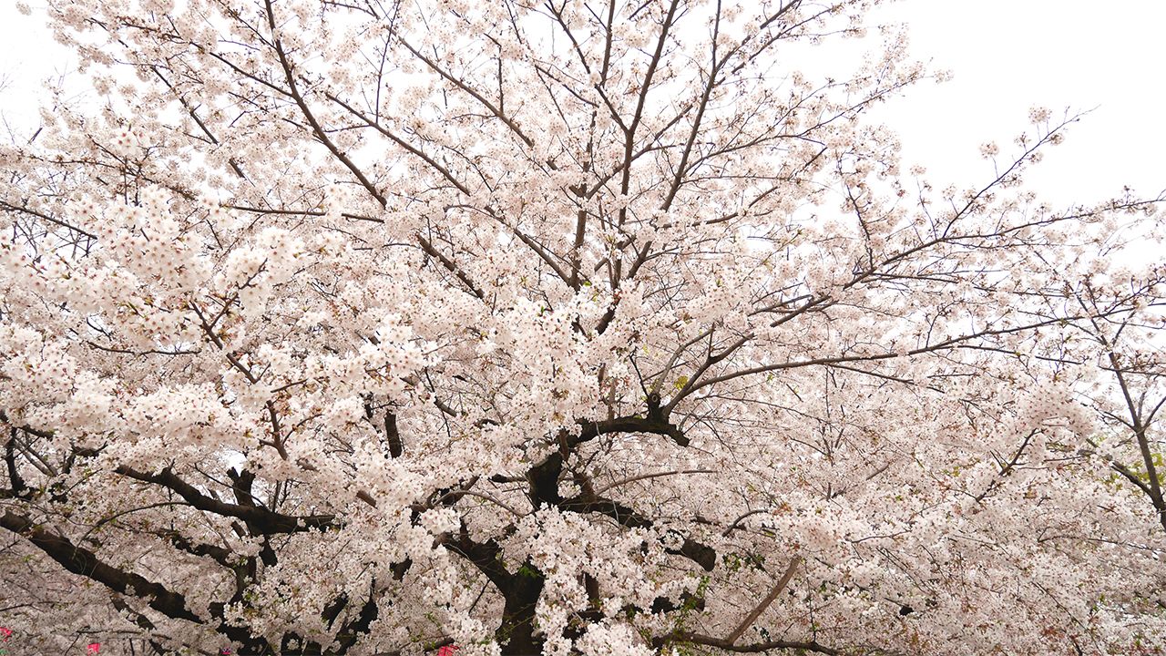 さくら名所100選 愛知 鶴舞 つるま 公園 Nippon Com