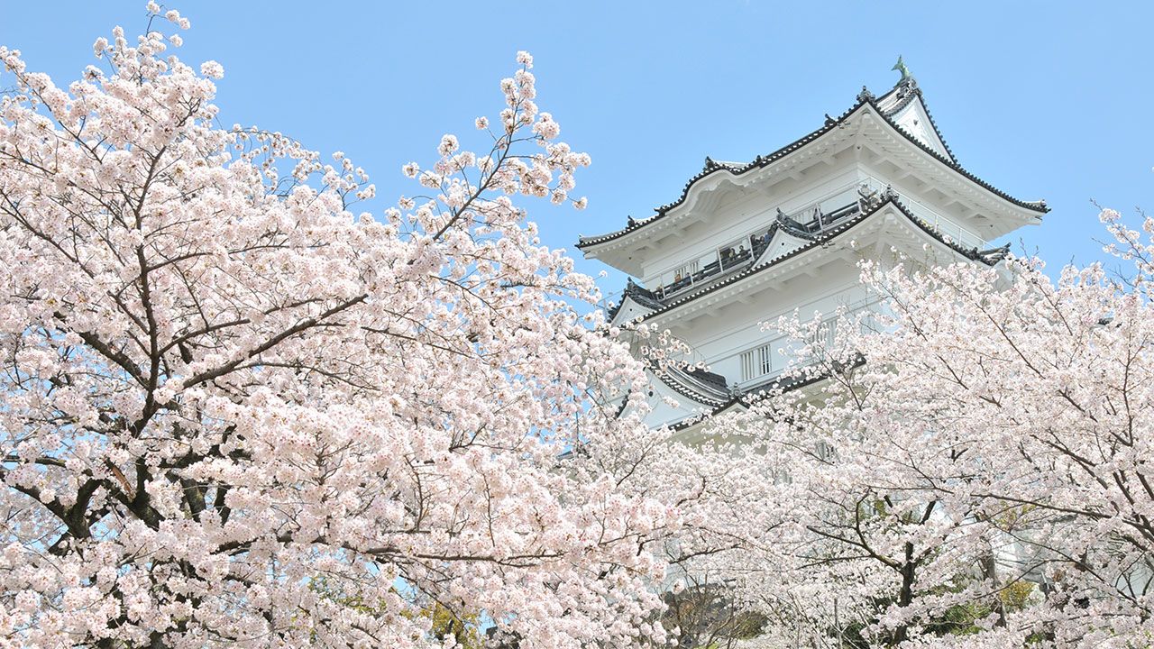 さくら名所100選 神奈川 小田原城址公園 Nippon Com