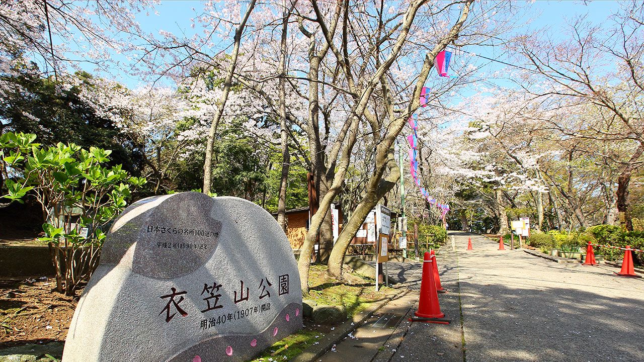 さくら名所100選 神奈川 衣笠山公園 Nippon Com