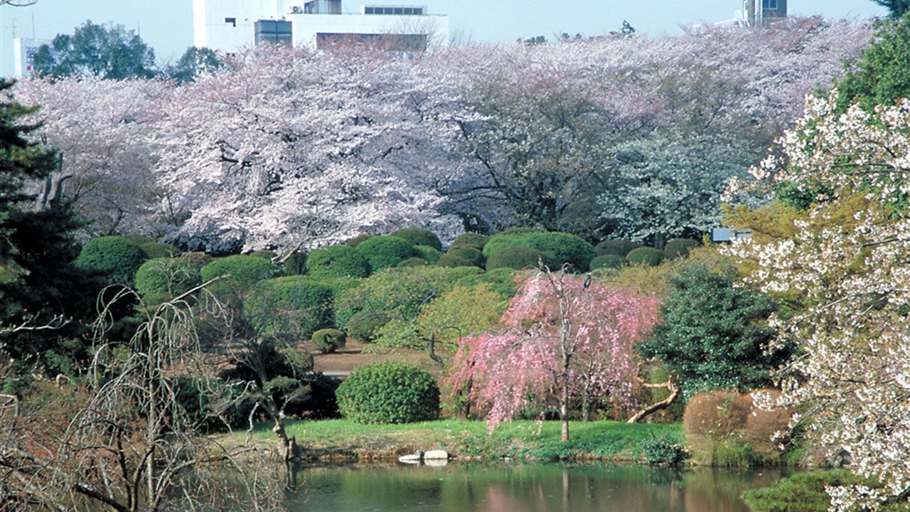 さくら名所100選 東京 新宿御苑 Nippon Com