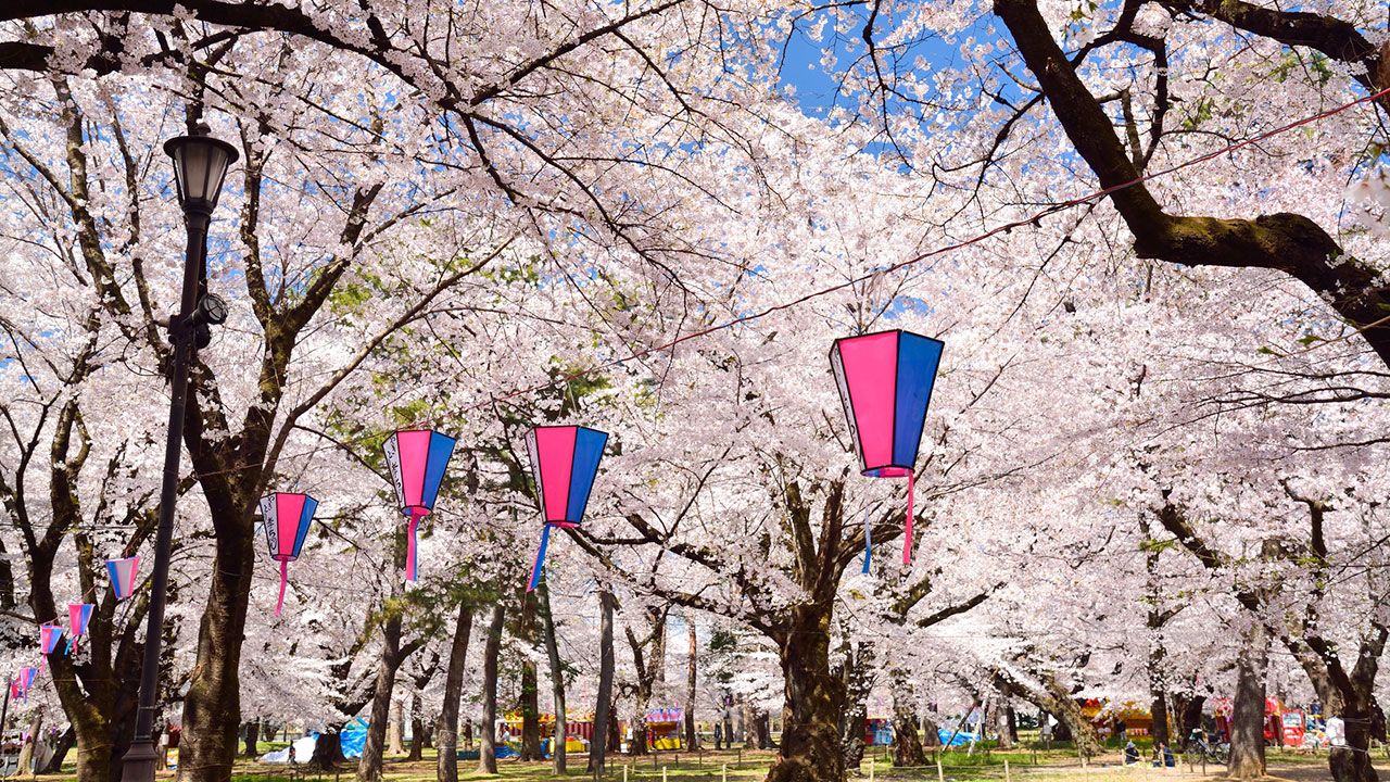 公園 桜 大宮 【さいたま市大宮区】満開の桜、気のむくままぶらぶら散歩しませんか？