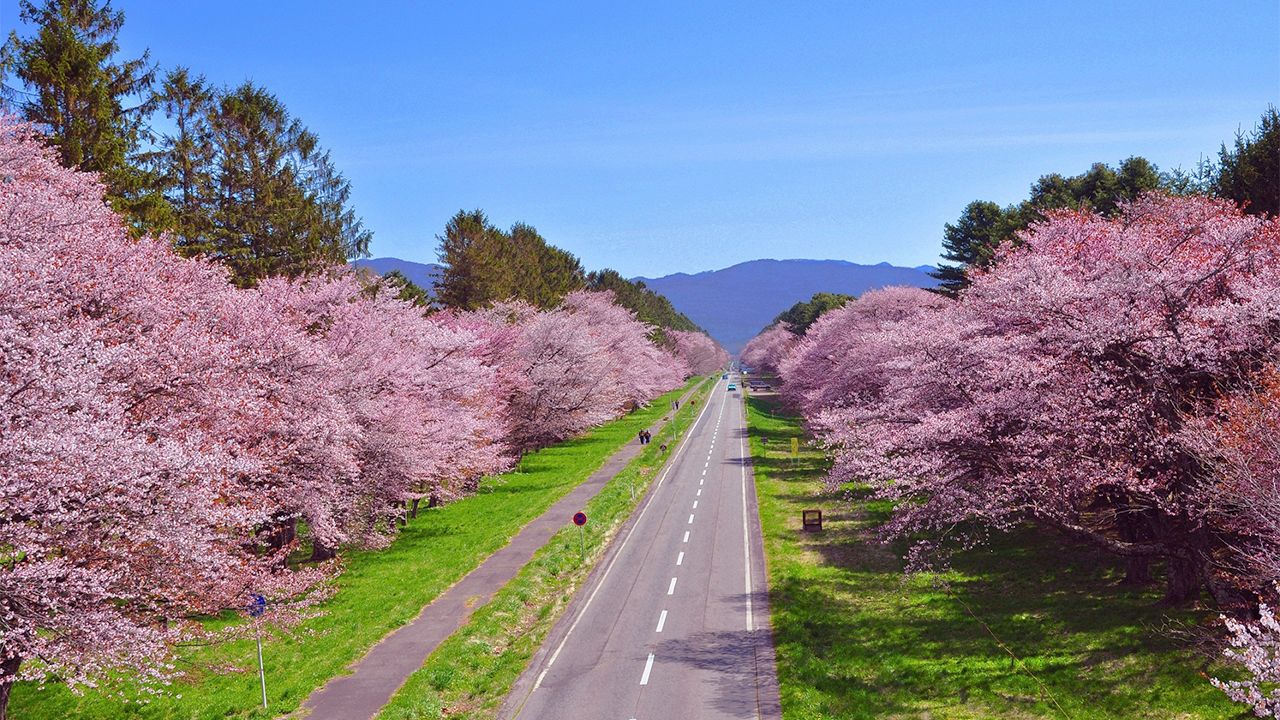 さくら名所100選 北海道 二十間道路桜並木 Nippon Com