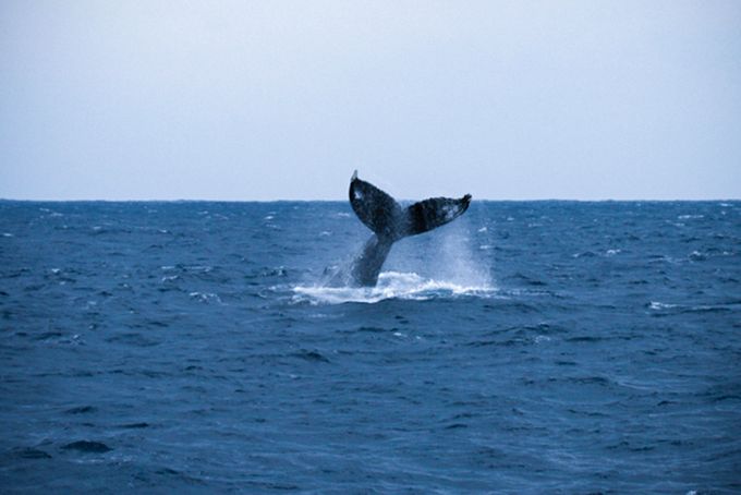 島々の展望所などからザトウクジラのジャンプが見えることも　写真提供 : 環境省