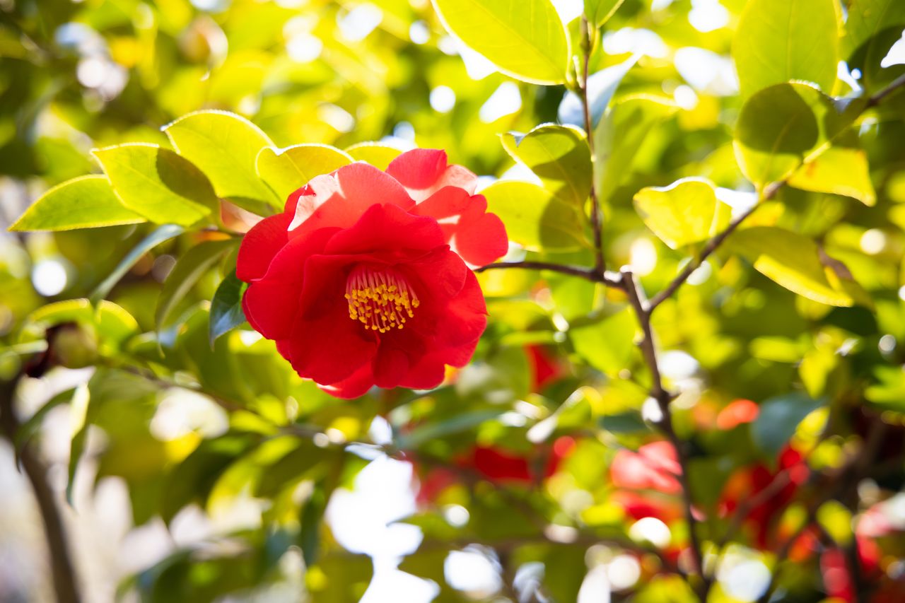 ホテル椿山荘東京の庭園に咲いていたツバキの花