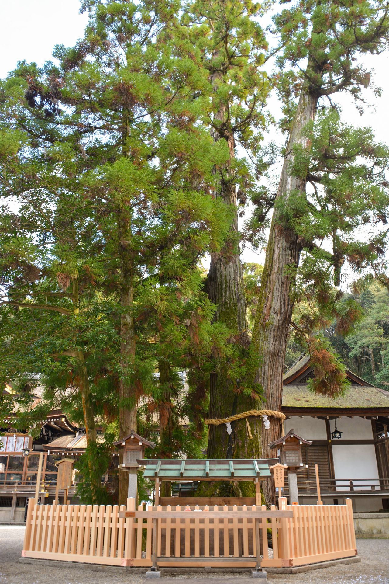 巳の神杉に現れる白蛇は「巳さん」と呼ばれ親しまれている 大神神社提供