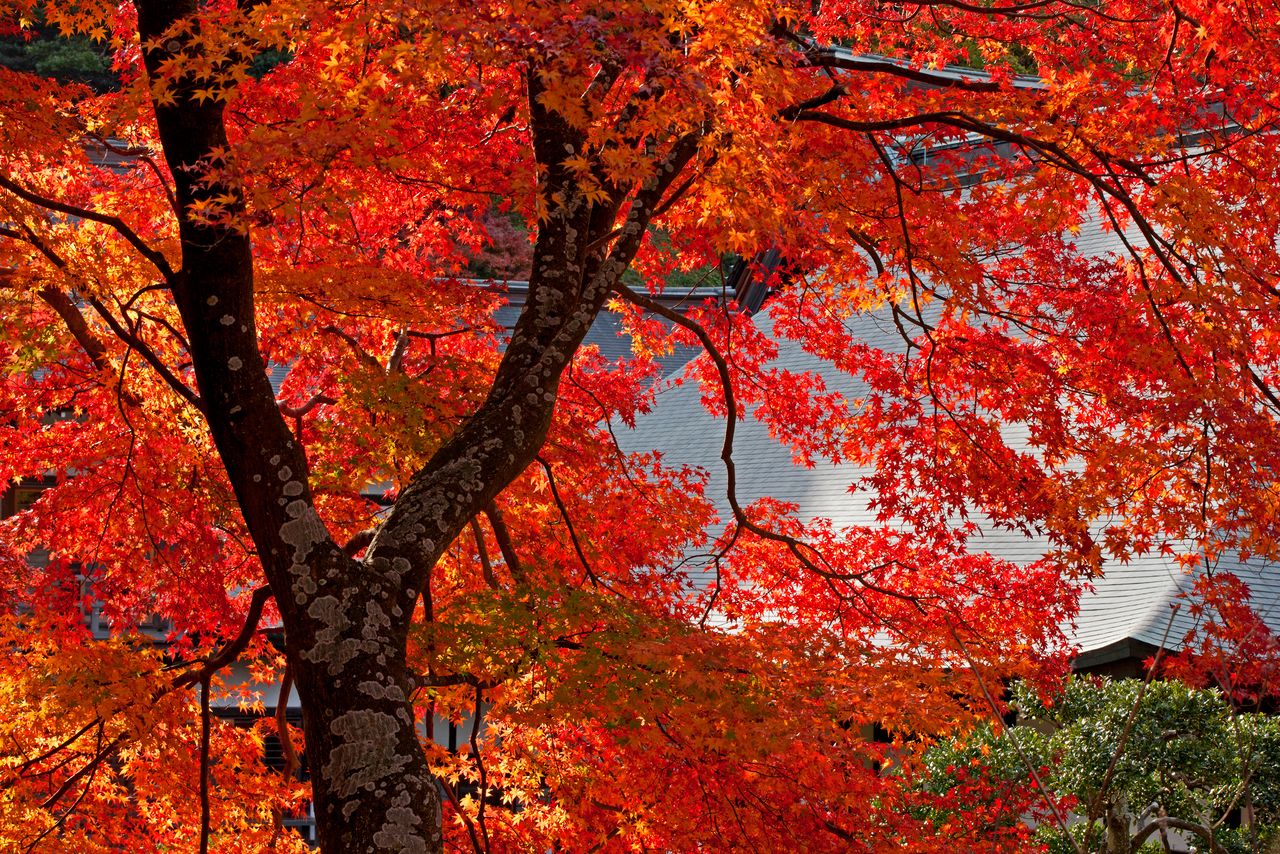 建長寺の方丈を背景に照り輝くカエデの紅葉 写真=原田寛