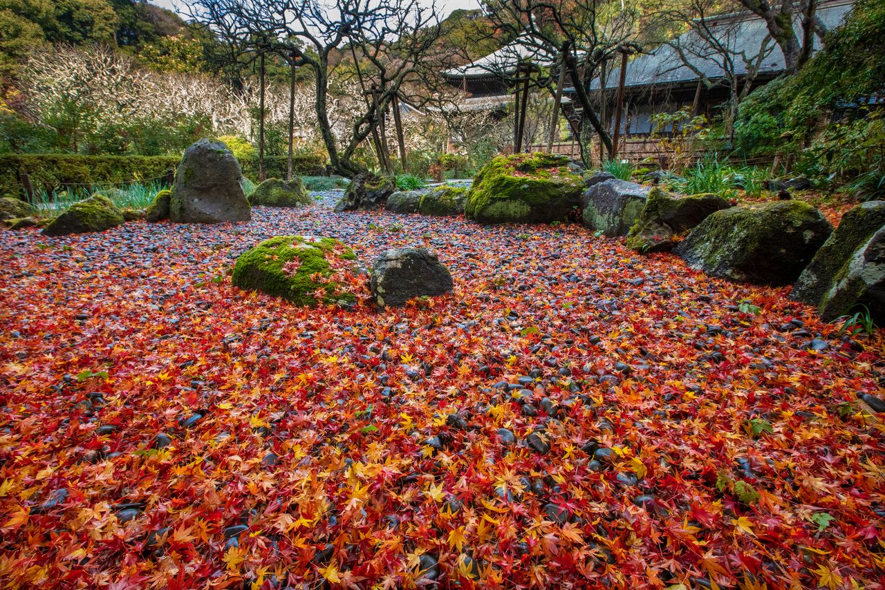 瑞泉寺本堂を背景に、石の庭に散りつもった紅葉は雨上がりが特に美しい 写真=原田寛