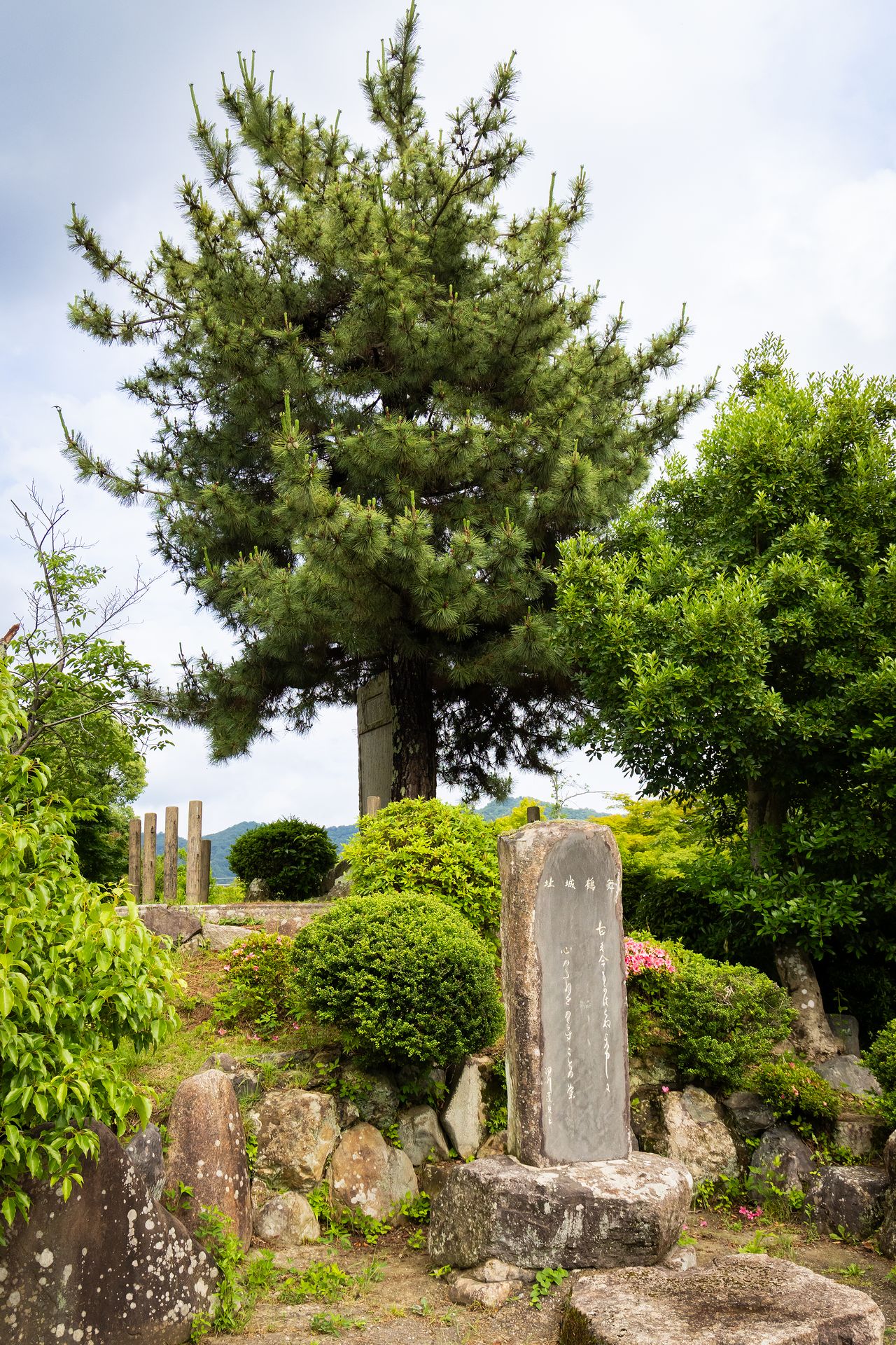 舞鶴公園内に残る旧藩主屋敷の庭園「心種園」内に立つ「古今伝授の松」。案内板には、この場所で勅使に秘伝書を託したと記されている