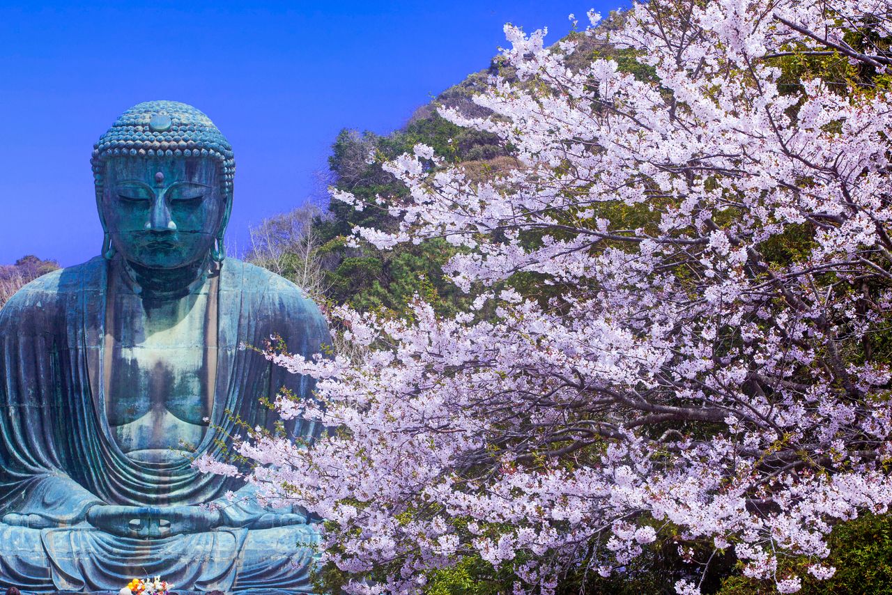 陽春のサクラ 写真=原田寛