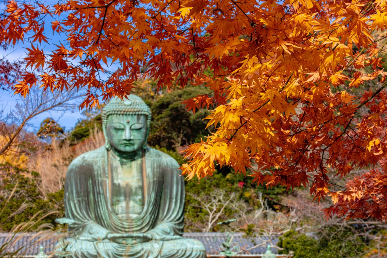 晩秋のカエデの紅葉 写真=原田寛