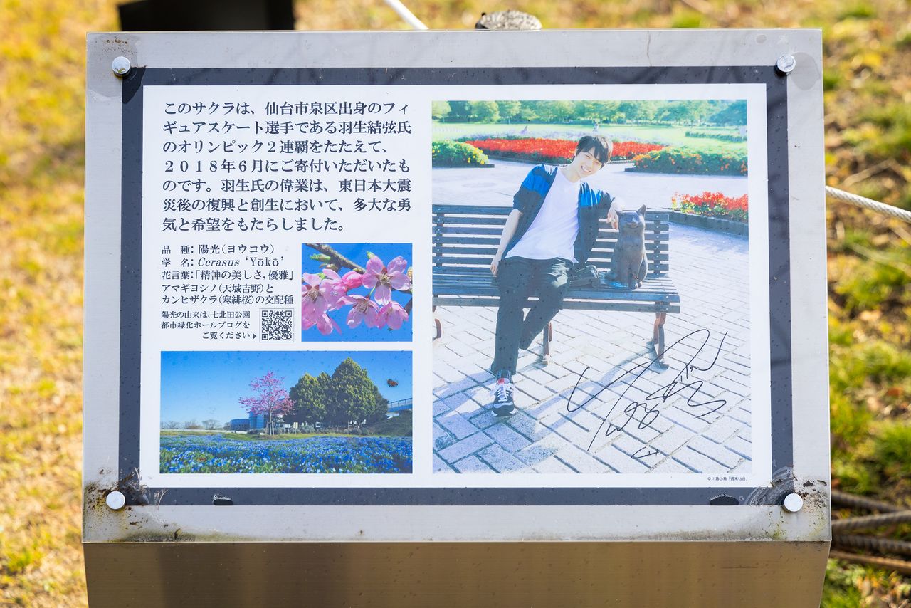 ゆず桜の傍らには、公園のベンチで撮影した羽生さんの写真とサインがある(撮影:ニッポンドットコム編集部)