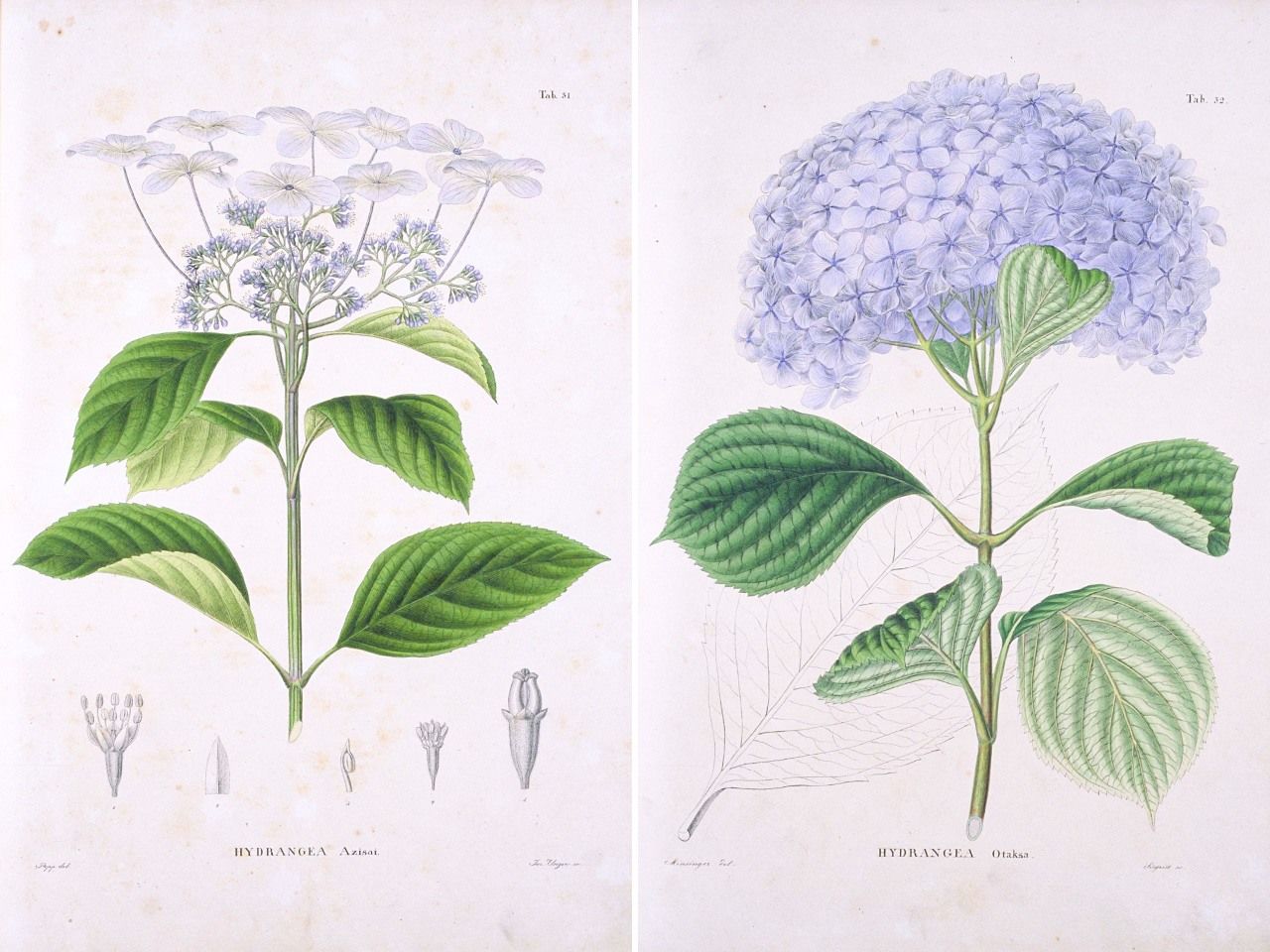 シーボルトの『日本植物誌』に描かれたHydrangea Azisai(左)と Hydrangea otaksa(京都大学理学研究科生物科学図書室所蔵)