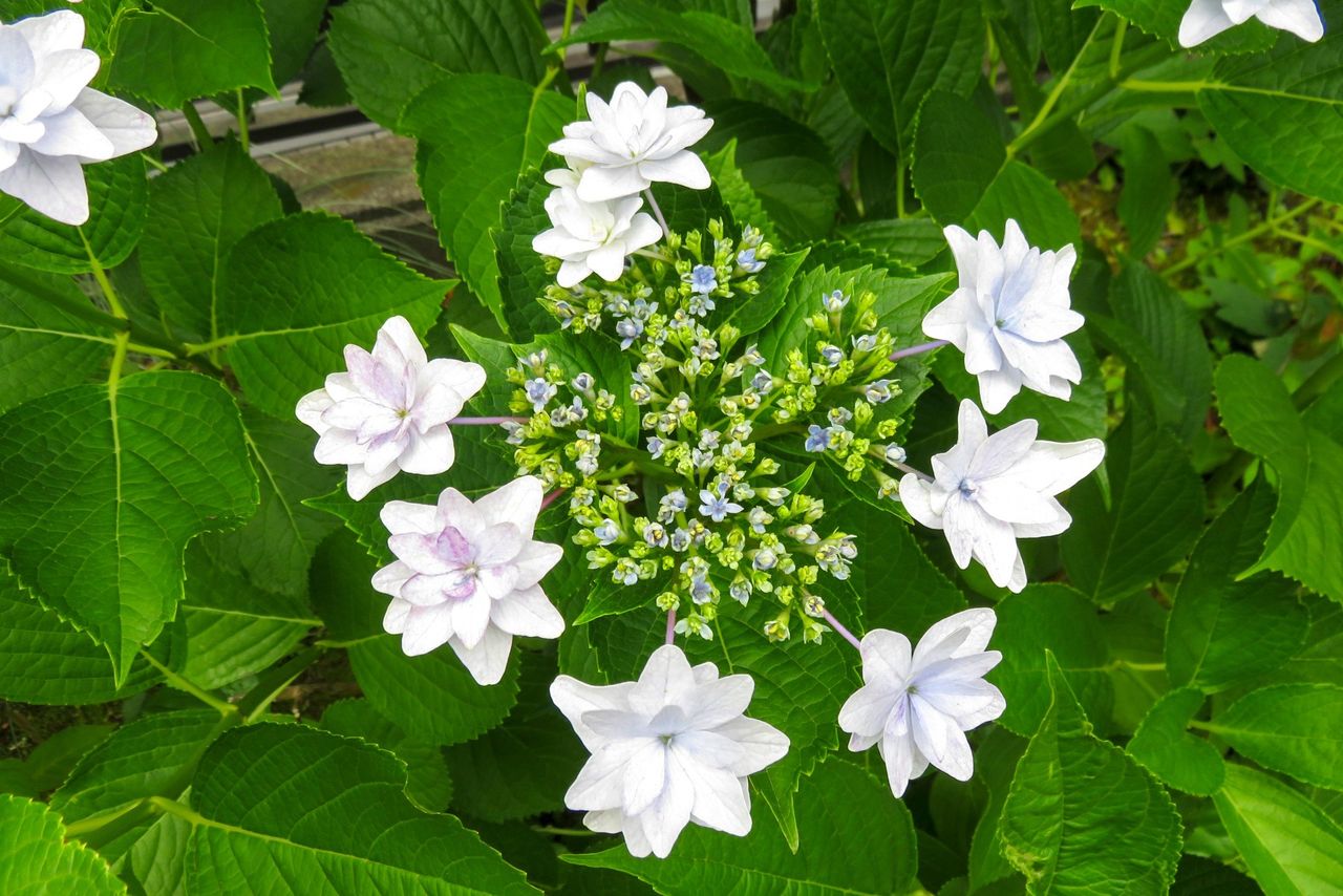 ガクアジサイ「隅田の花火」 / アジサイ研究家の山本武臣氏が知人宅で発見して命名した(フォトAC)