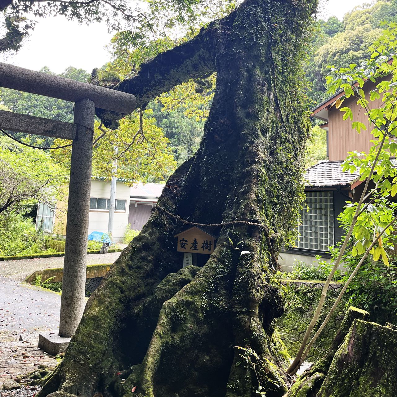 樹齢700余年のホルトノキ。安産をかなえる木として鎌倉時代から氏子が守ってきた 撮影=北崎二郎