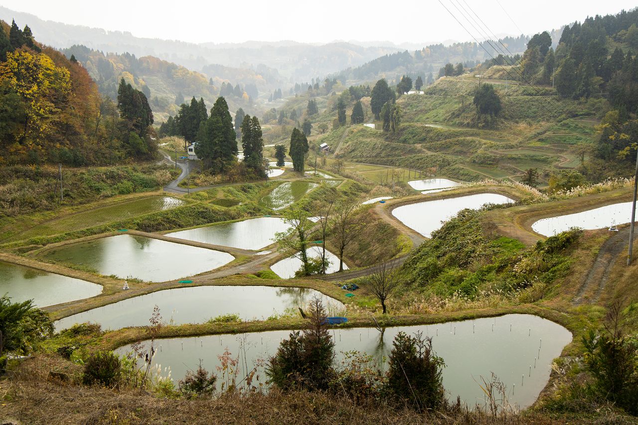 「錦鯉の古里」と呼ばれる長岡市山古志地域の風景。一見棚田に見えるが、現在は多くが錦鯉を育てる野池として使用されている